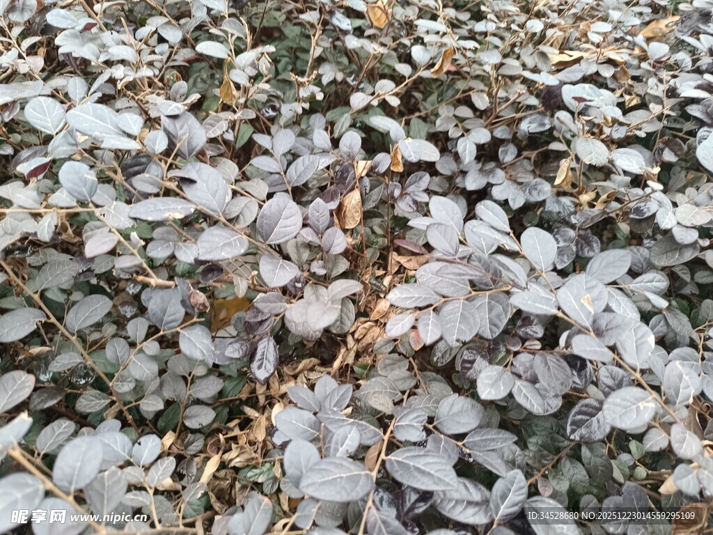 地面上的枯叶景象