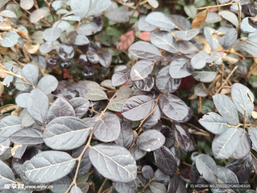 银紫色叶片植物特写
