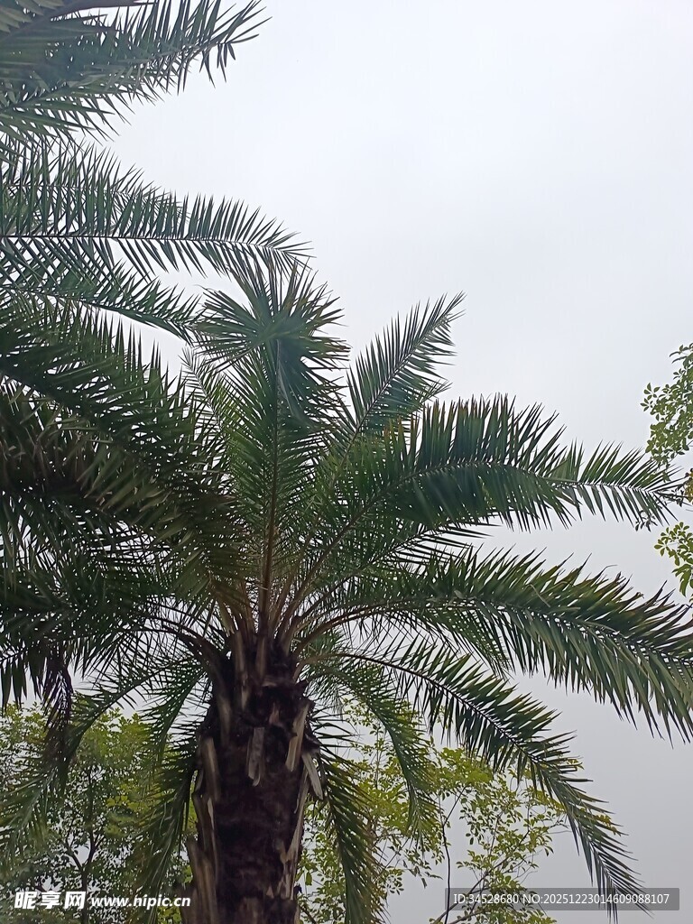 高大棕榈树 