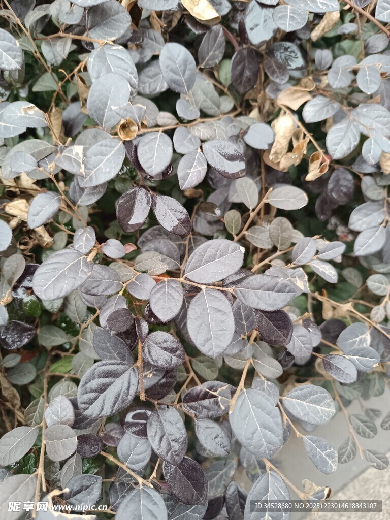 深紫色叶片植物特写