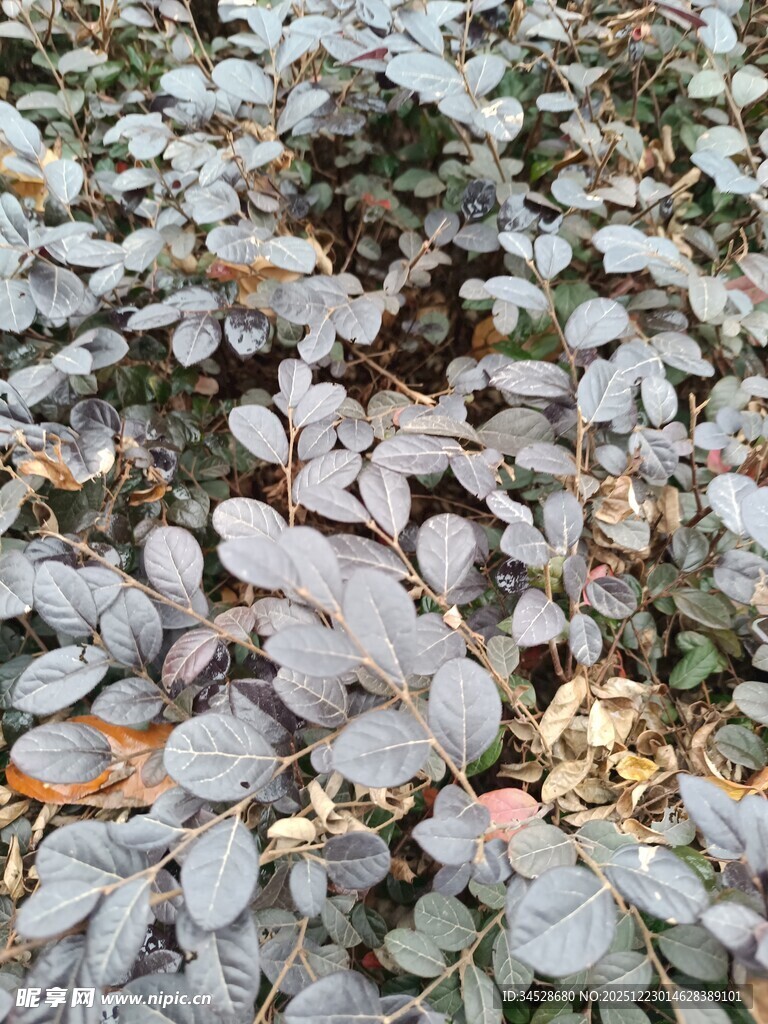 地面上的枯叶与绿植