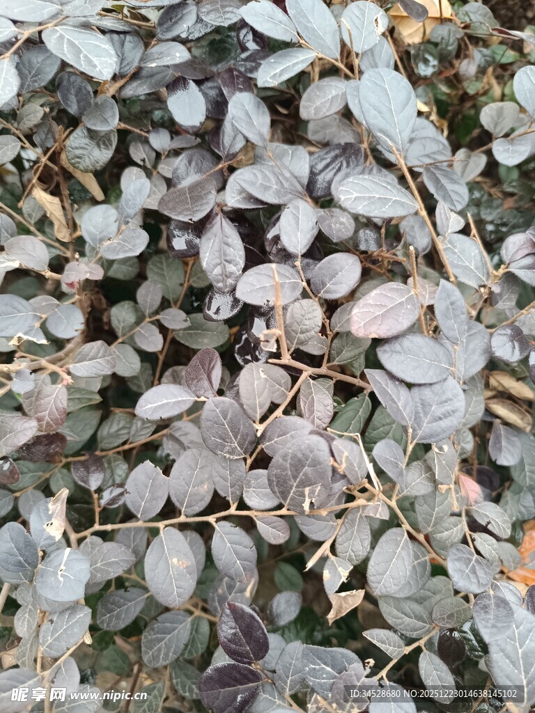 地面上的灰紫色落叶