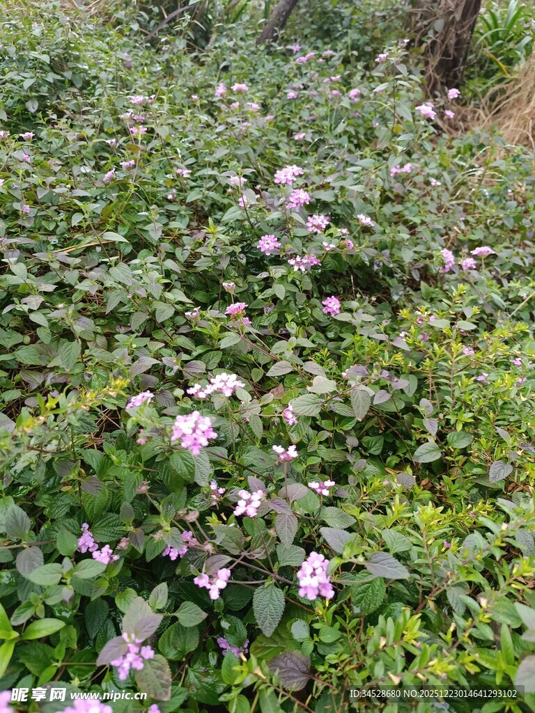 野外盛开的粉色小花丛