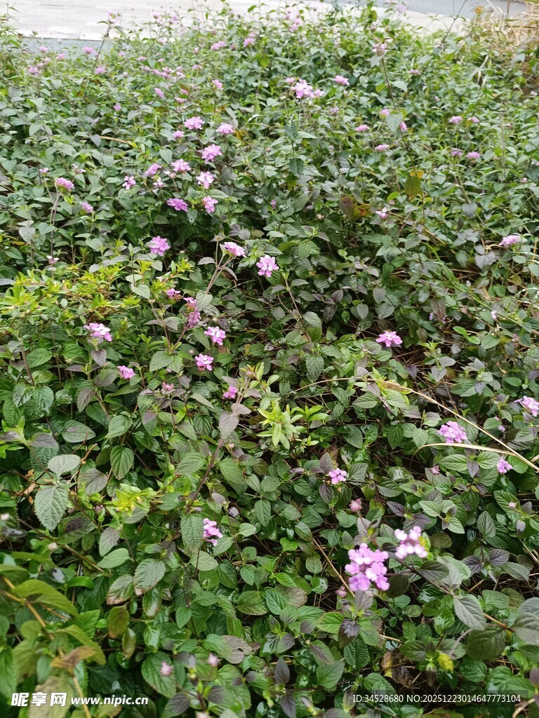 繁茂花丛中的紫色小花