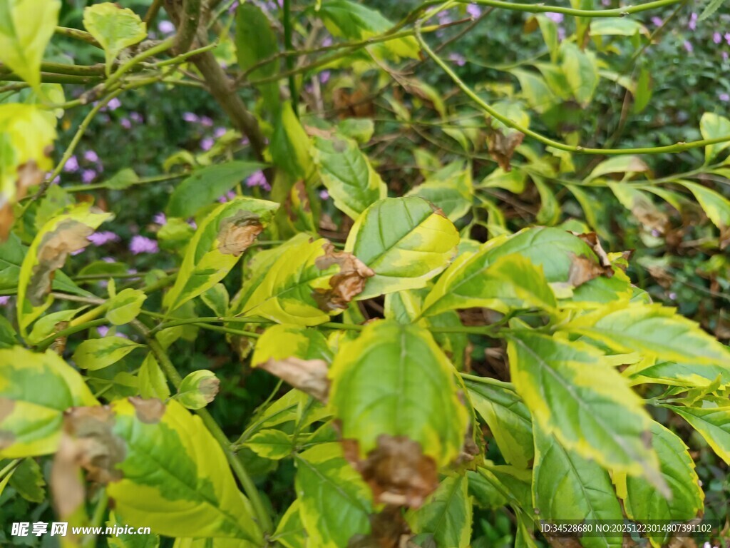 黄绿相间的斑驳植物叶片