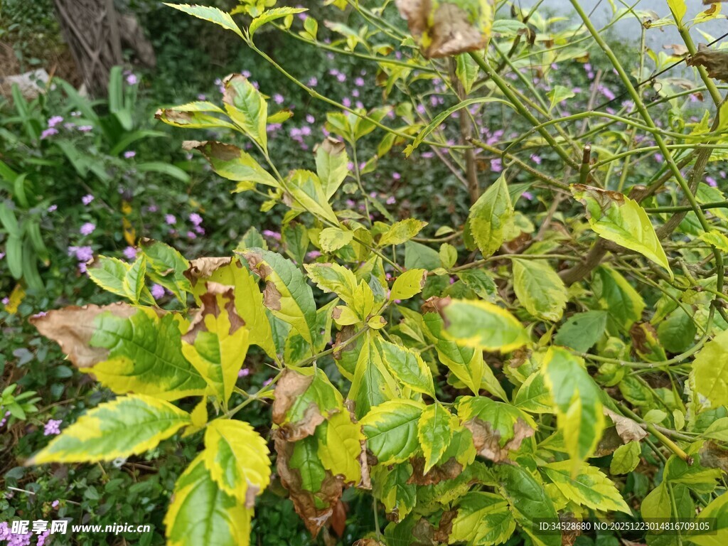 黄绿相间的多彩植物叶片