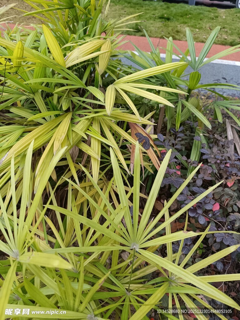 黄绿相间的独特叶片植物