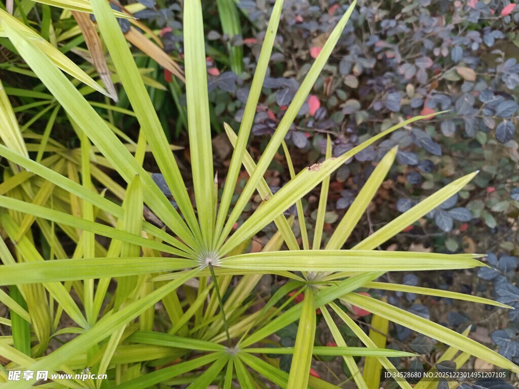 翠绿细长叶片植物特写