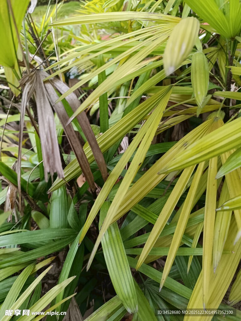 翠绿繁茂的热带植物叶片