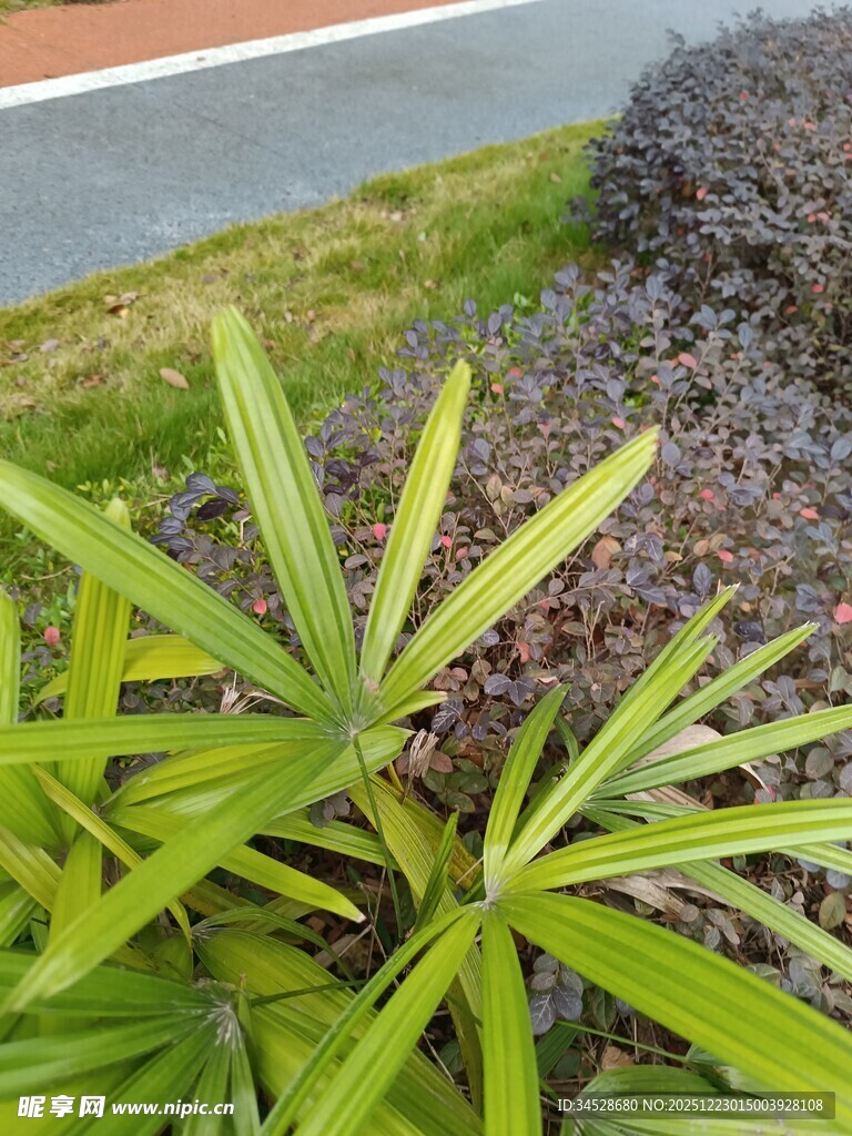 翠绿植物与紫叶植物相伴