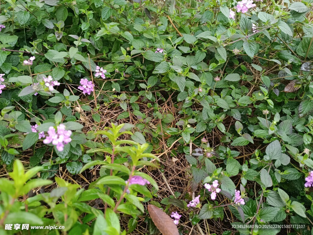繁茂花丛中的美丽景致