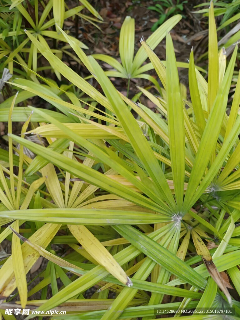 翠绿舒展的扇形植物叶片