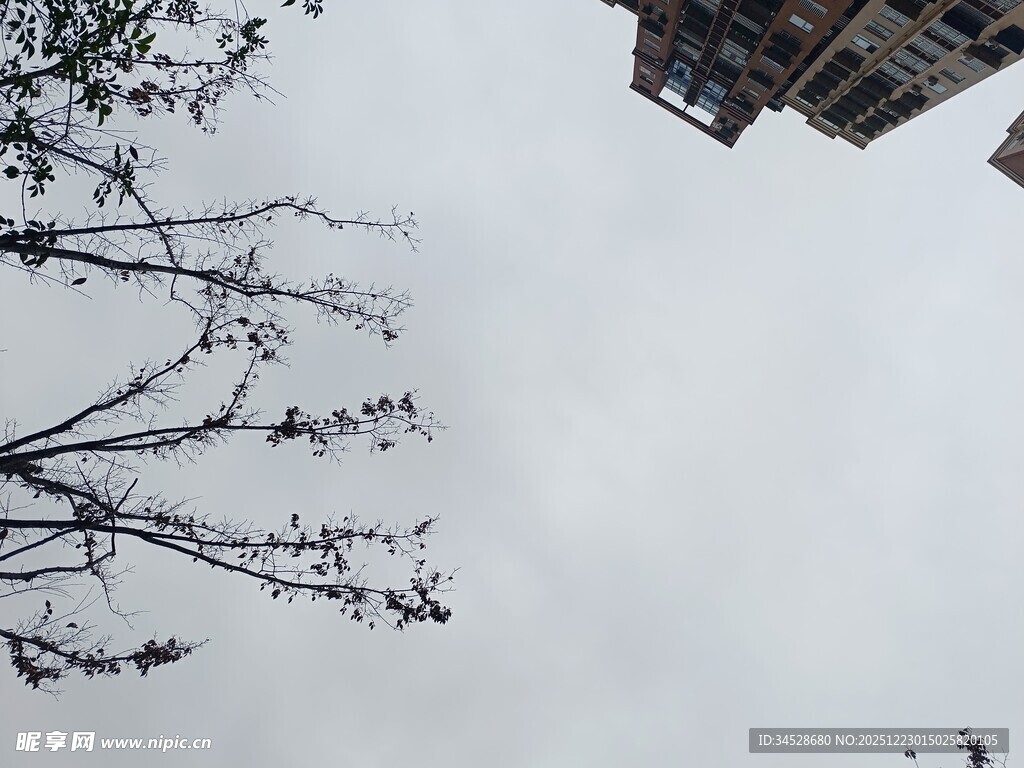 树枝伸向灰白天空