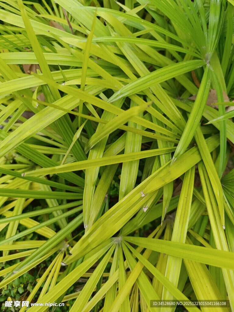 翠绿细长叶片的植物