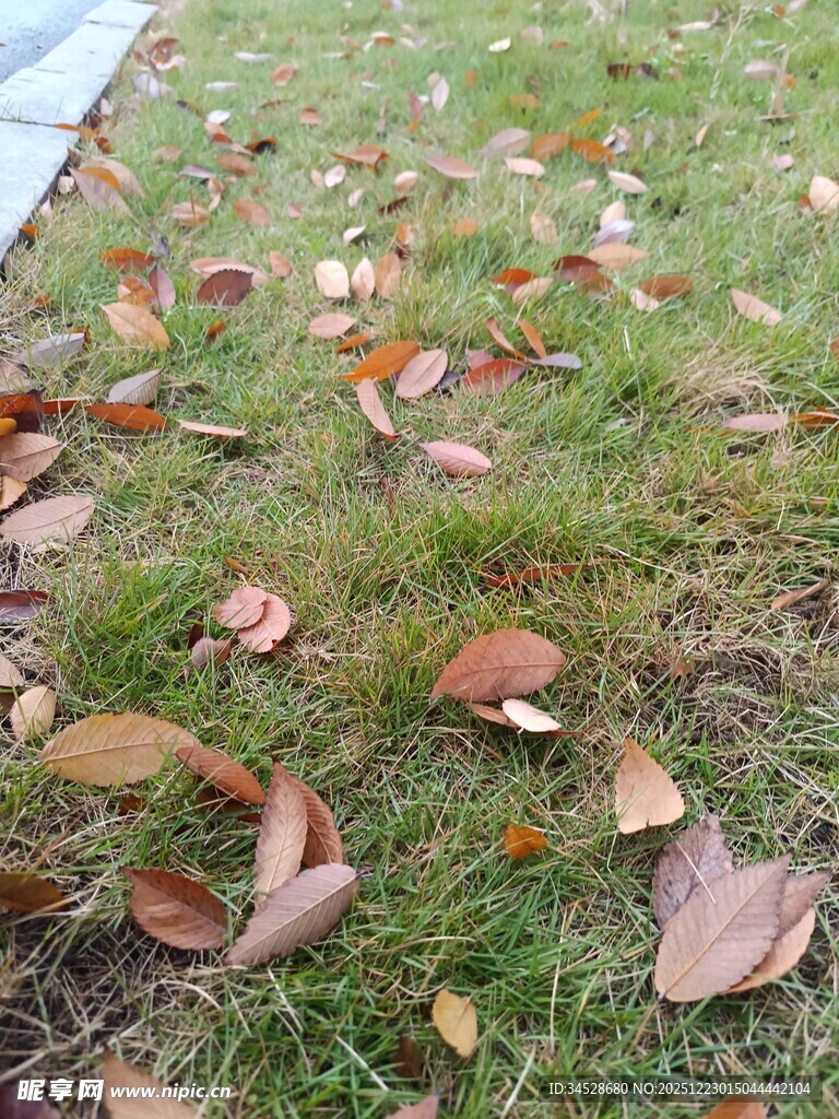 草地上散落的多彩秋叶