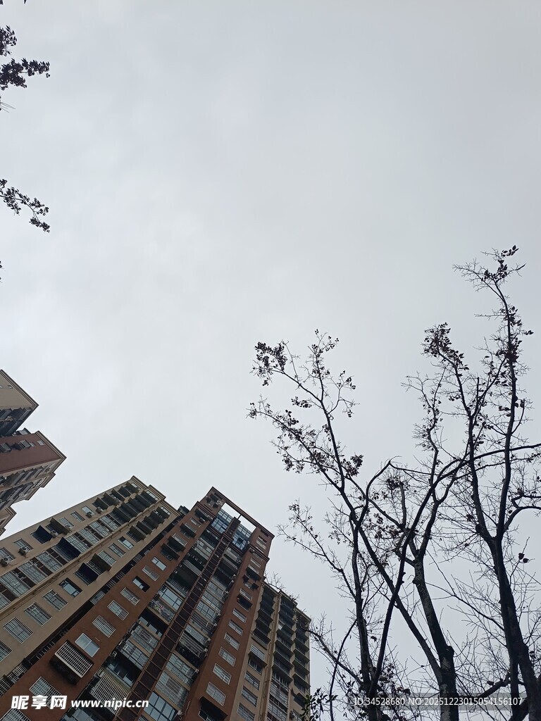 阴天城市中光秃树木与建筑