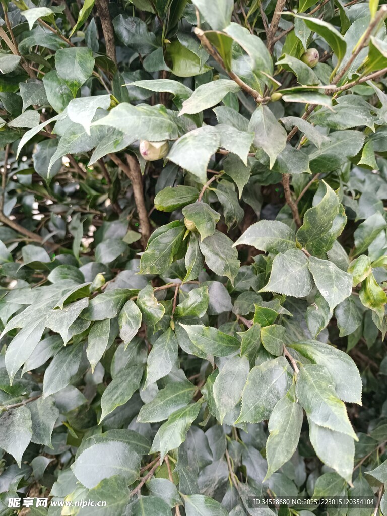 繁茂绿植叶片特写
