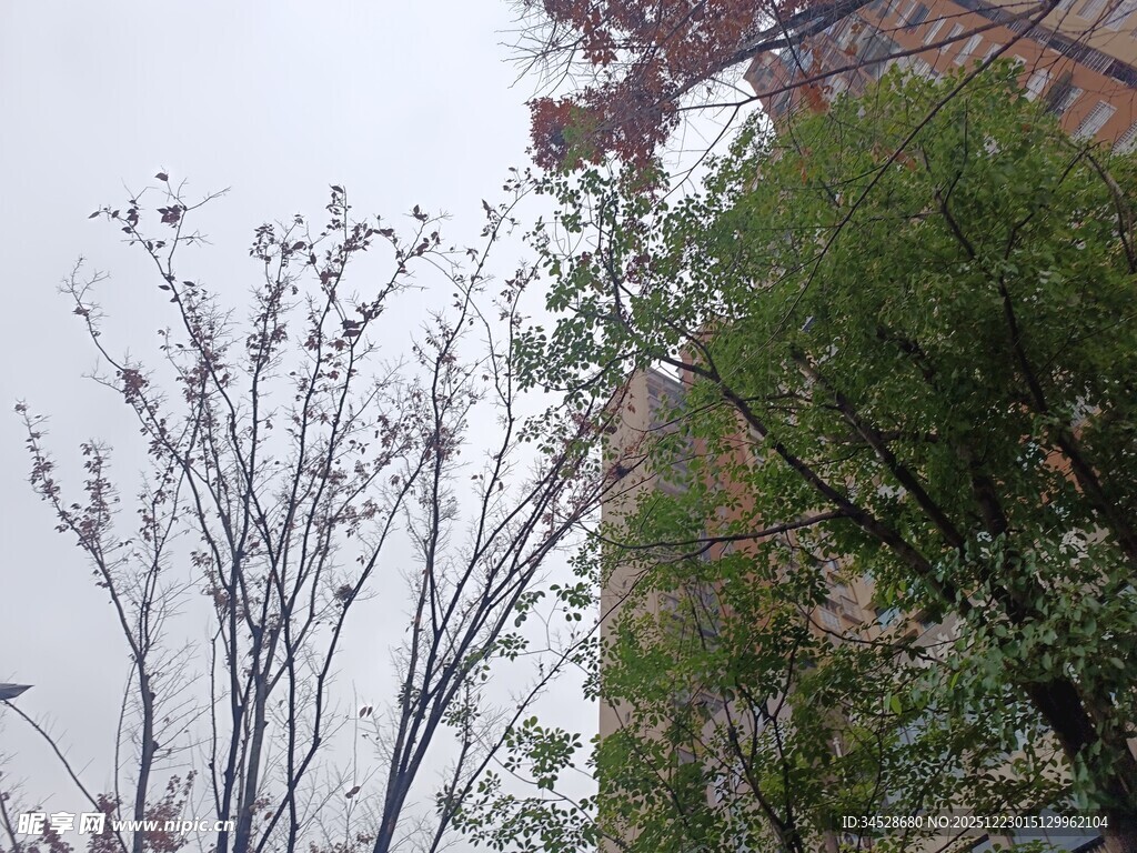 春日树木与建筑物景观