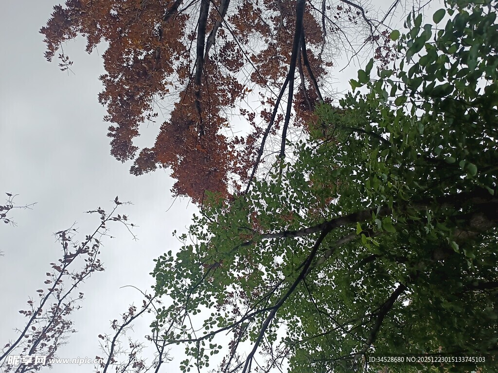 仰视绿树与红叶