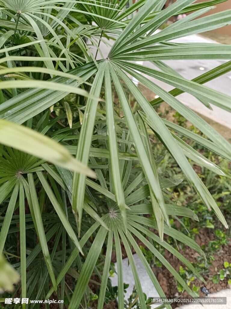 翠绿蒲葵叶片特写