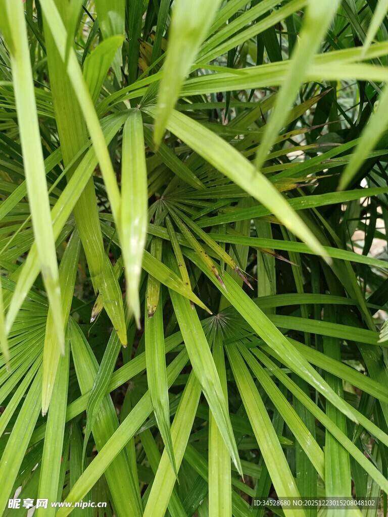 翠绿舒展的细长叶片植物