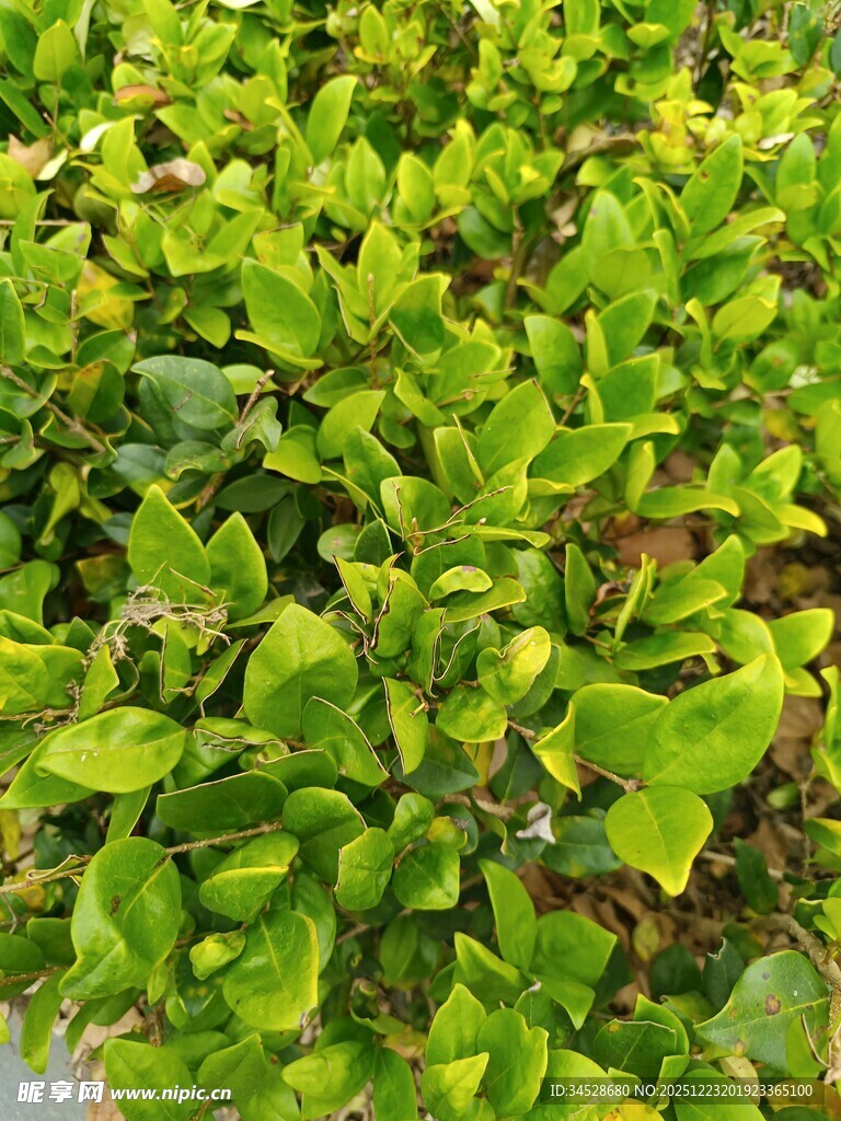 翠绿繁茂的叶片植物