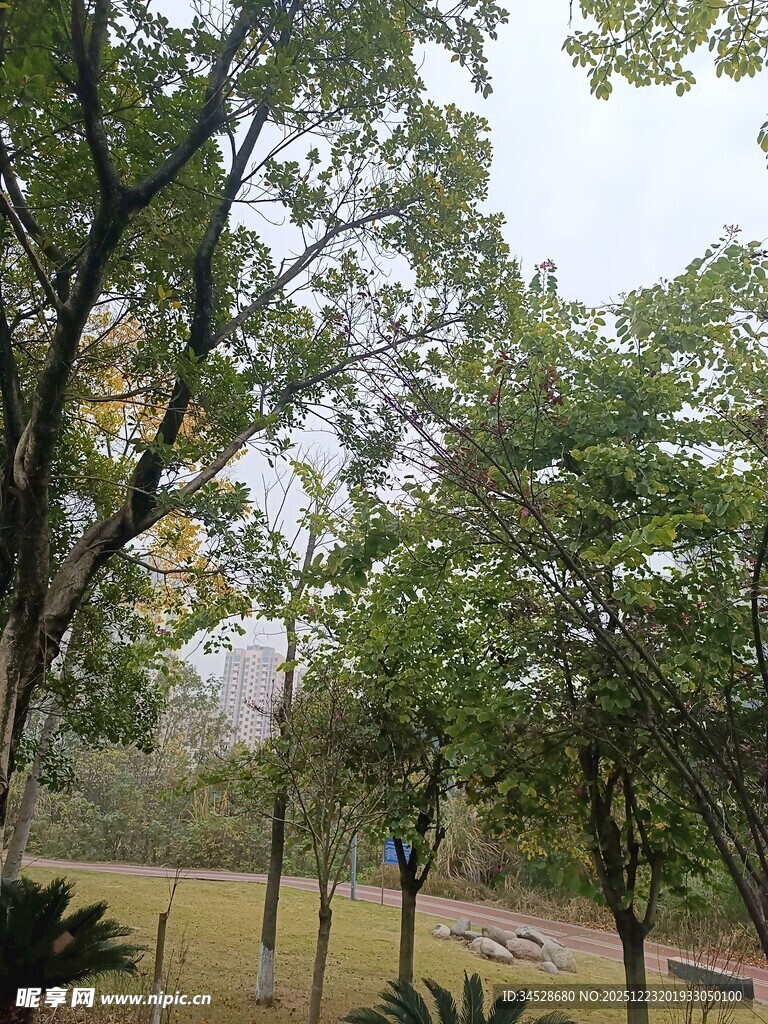 公园绿树成荫的景致