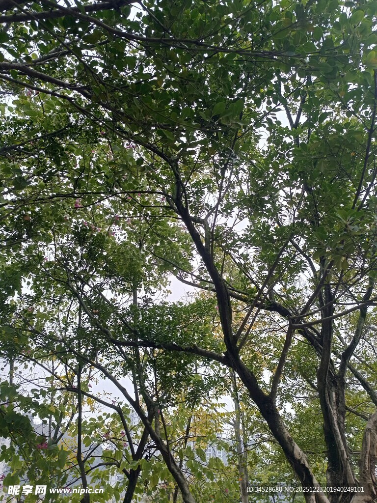 仰视繁茂枝叶的景象