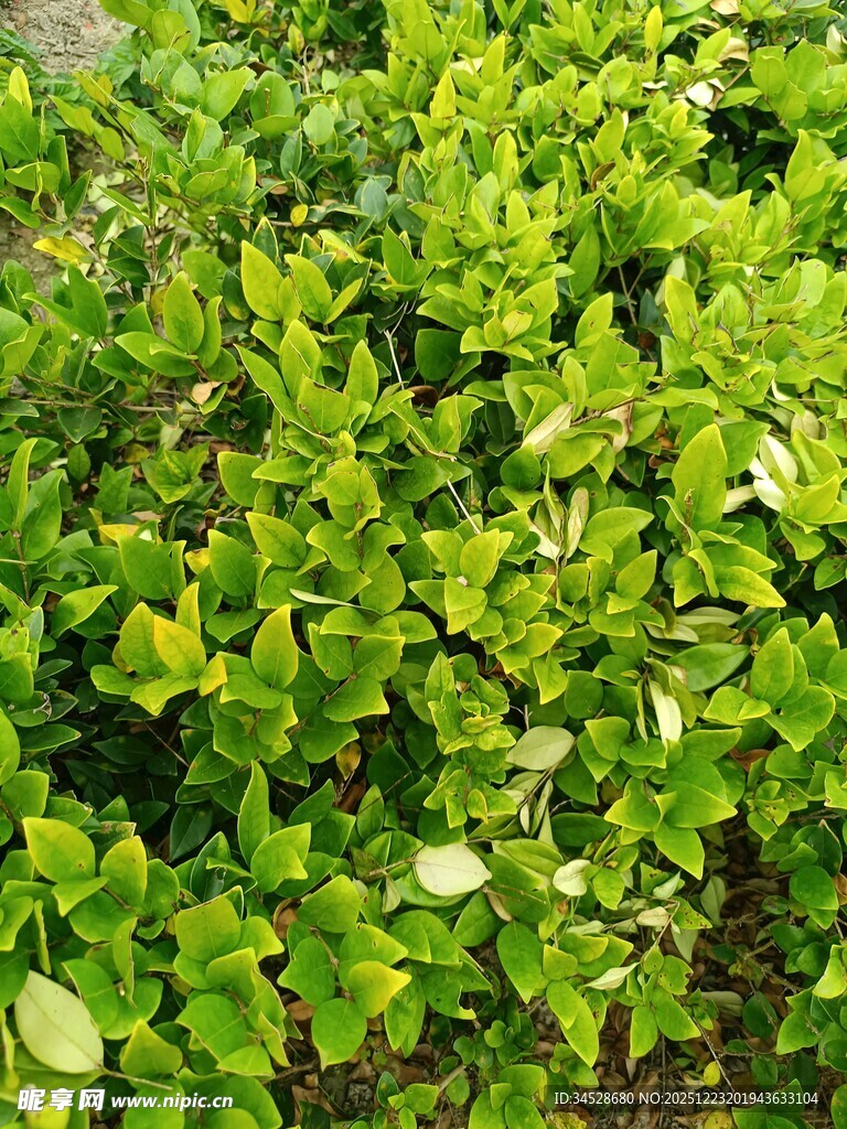 翠绿繁茂的灌木丛