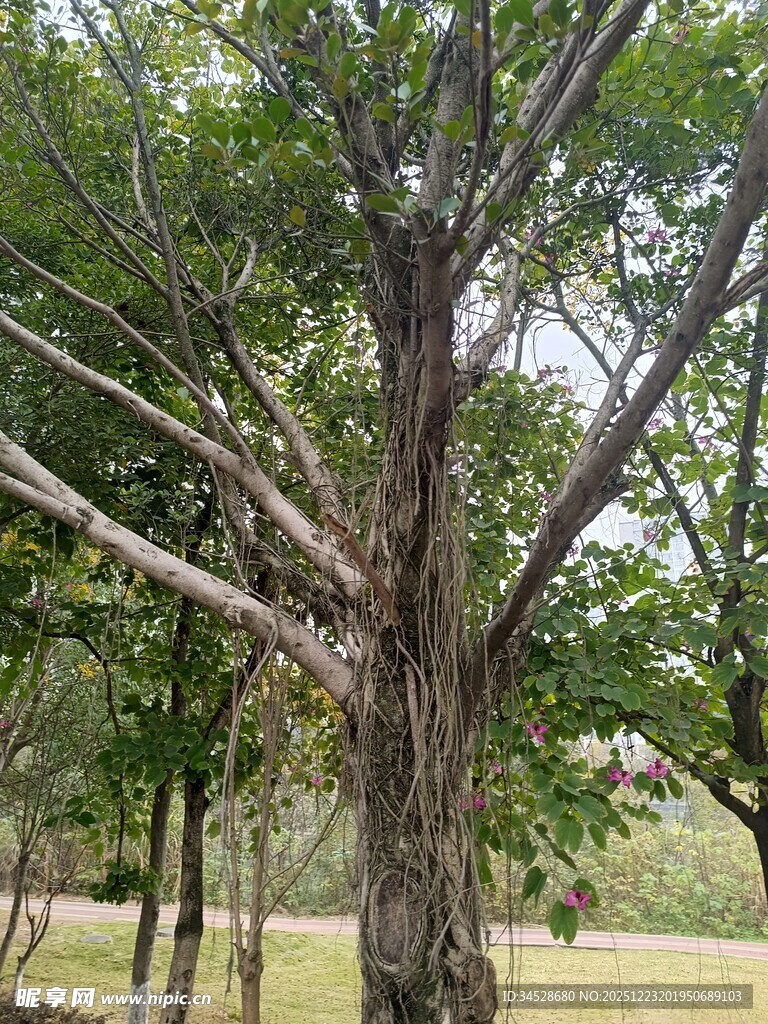 林间光秃树木景象