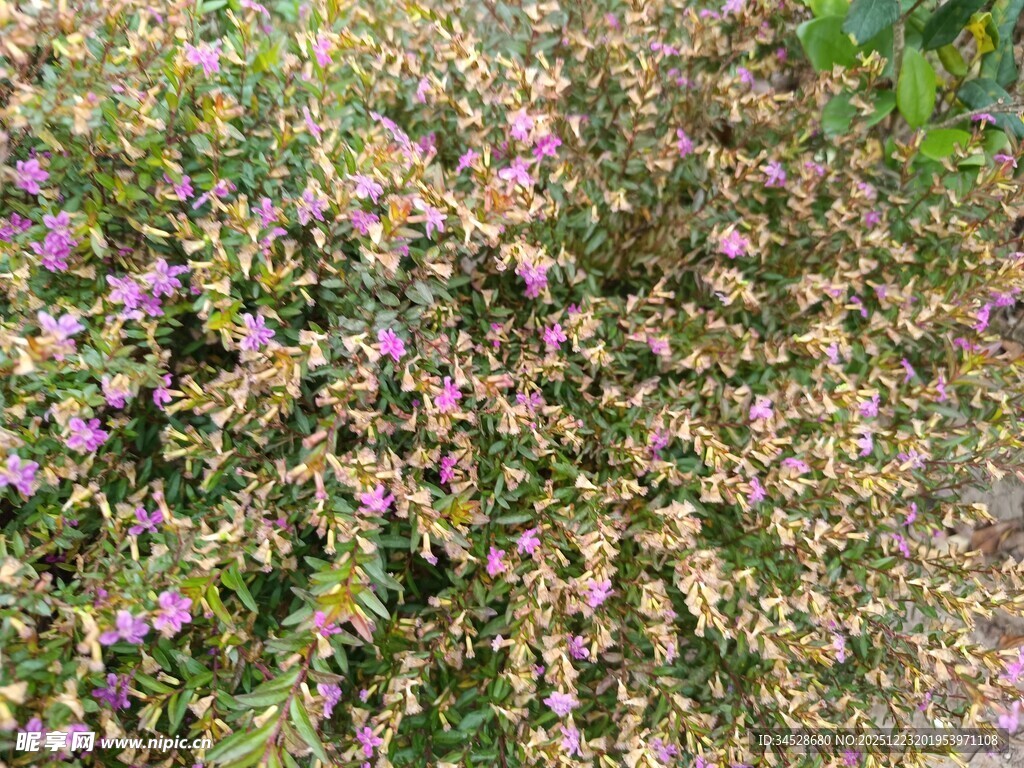 繁茂多彩花卉特写
