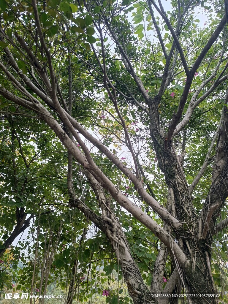 繁茂树枝与绿叶的景致