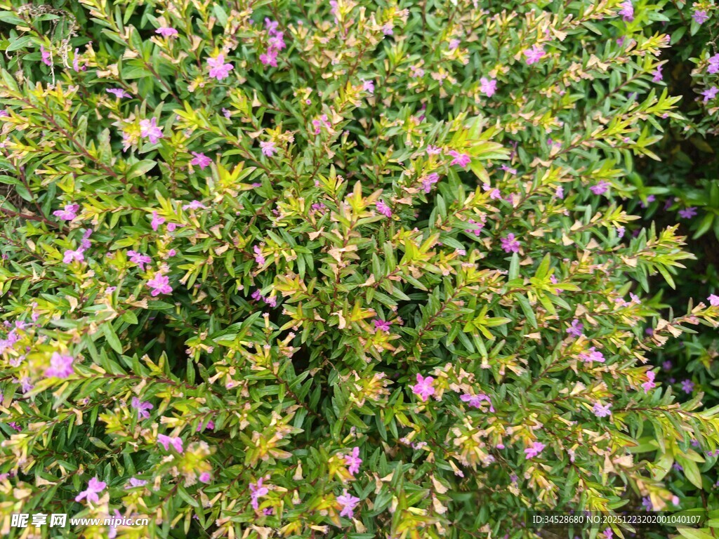 繁茂绿植间点缀粉色小花