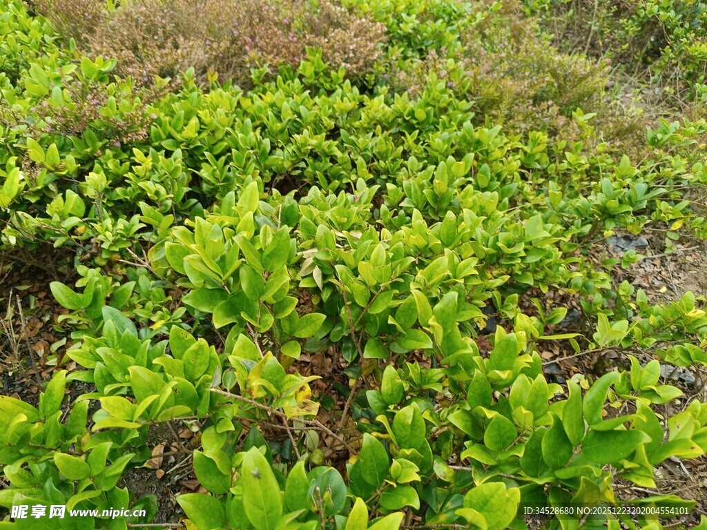 翠绿繁茂的地面绿植景观