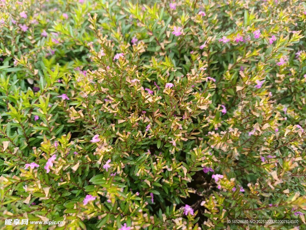 繁茂花丛中的紫色小花