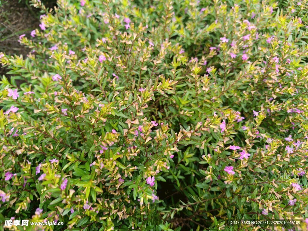 盛开的繁茂灌木花卉
