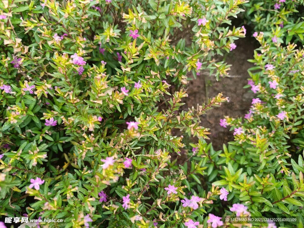 绿叶丛中的粉色小花