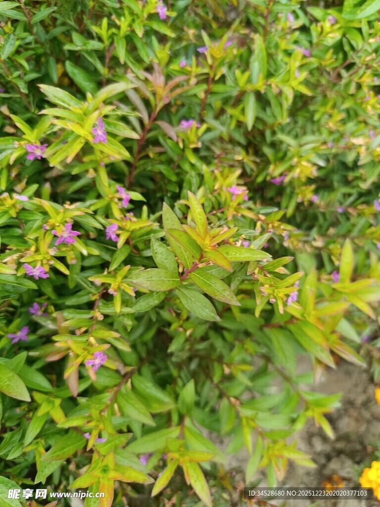 绿叶间点缀的紫色小花