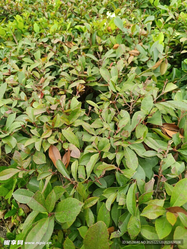 绿叶繁茂的植物景观