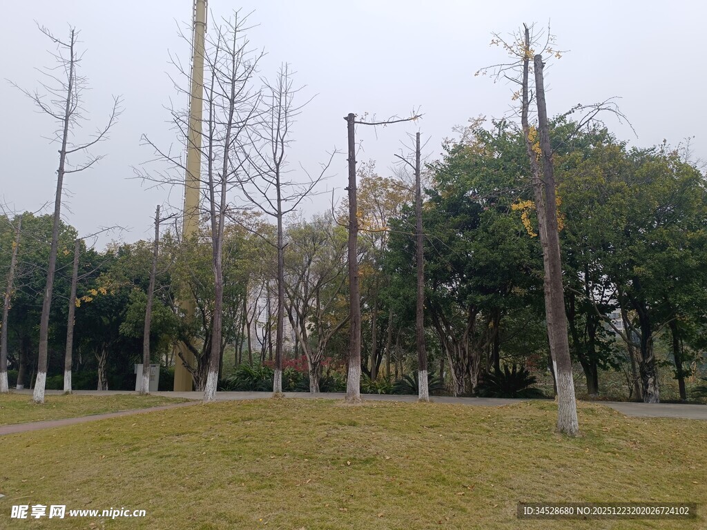 公园草地与林立树木景观