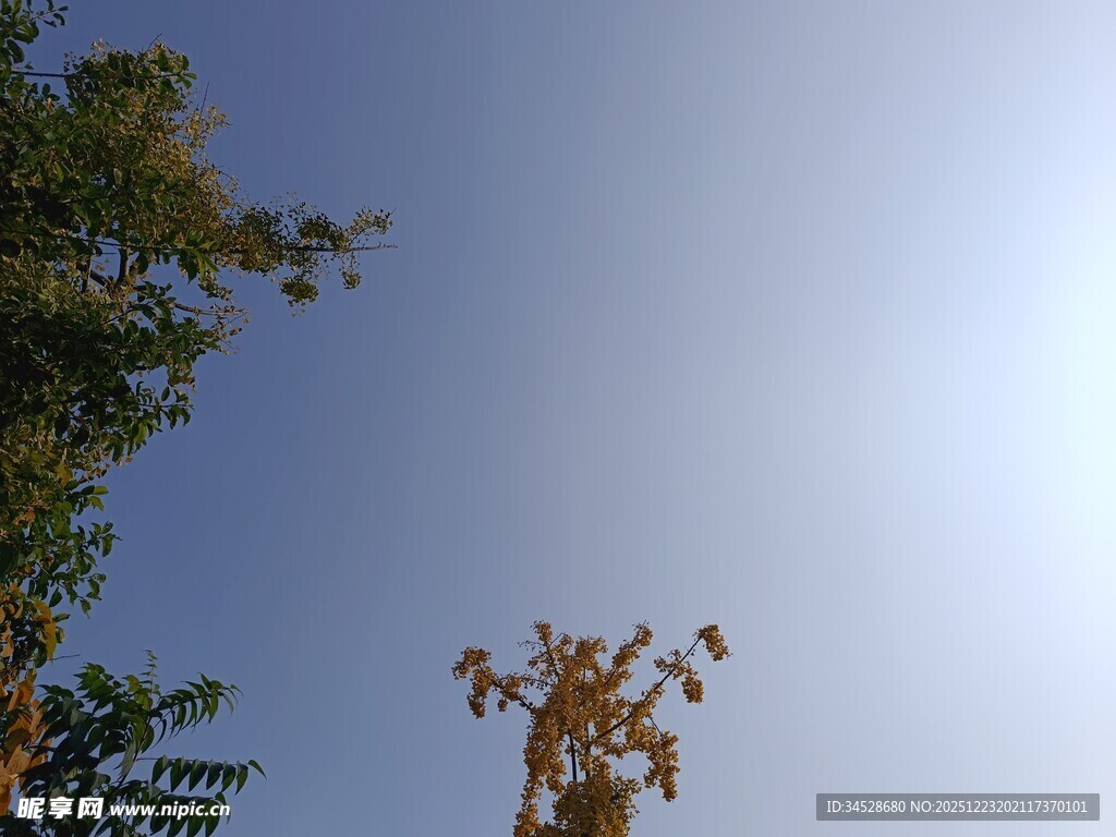 蓝天绿树间的塔吊