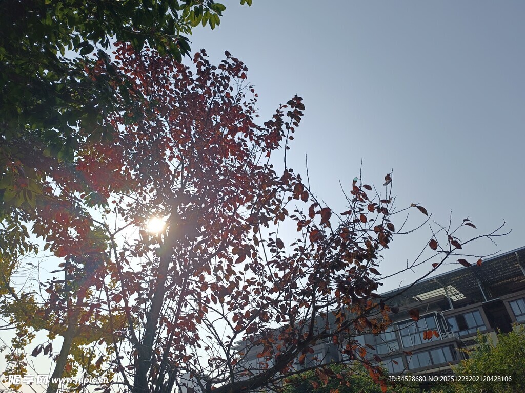 阳光下的繁花绿树