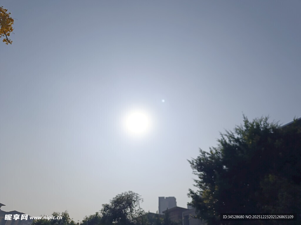 阳光下的树木与建筑