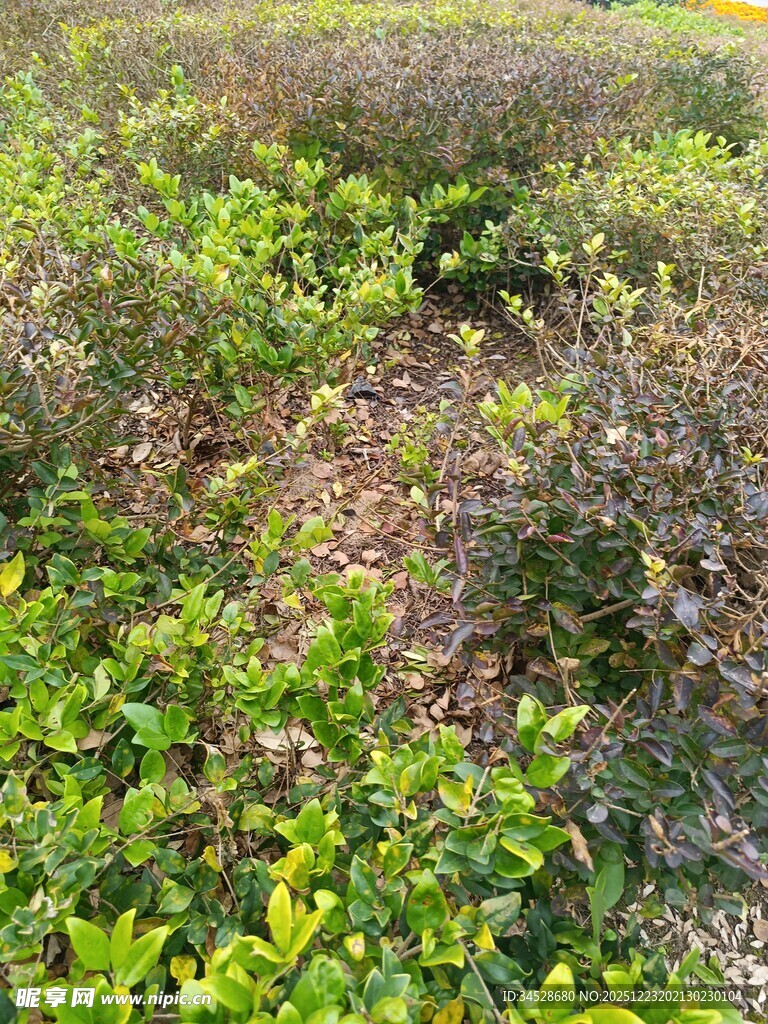 野外繁茂的绿色灌木丛