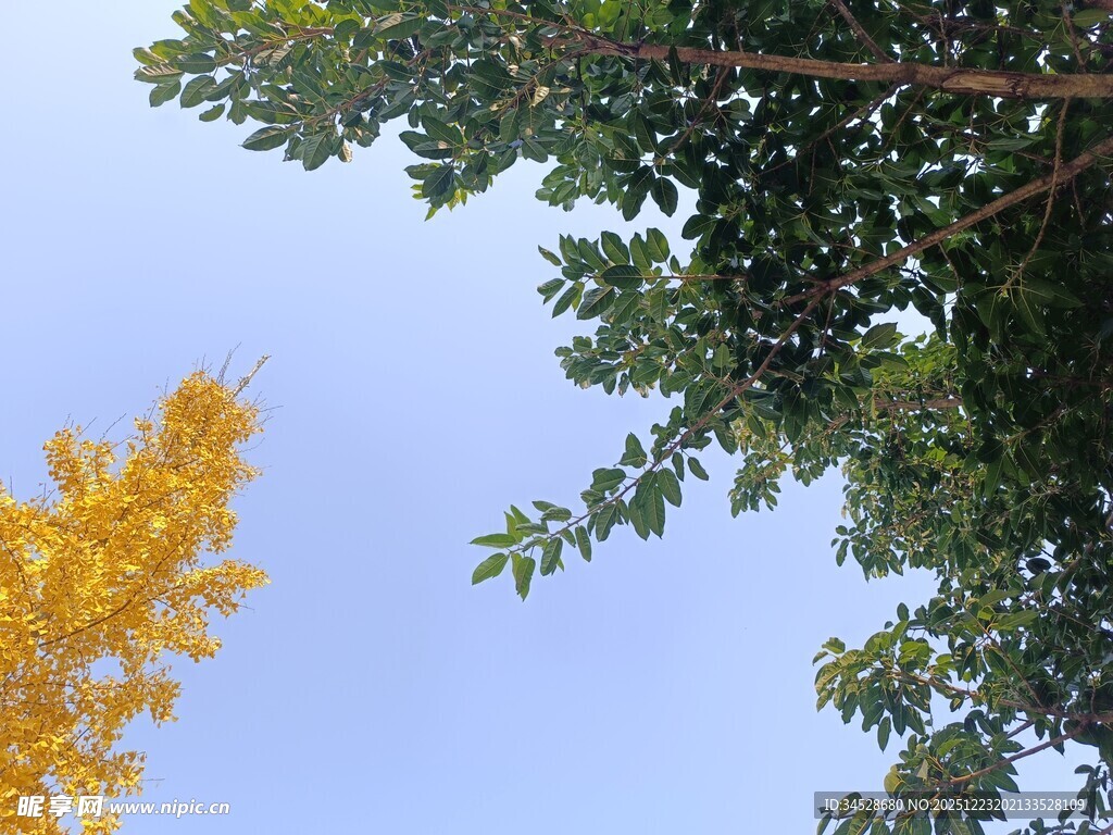 仰望黄绿交织的树木