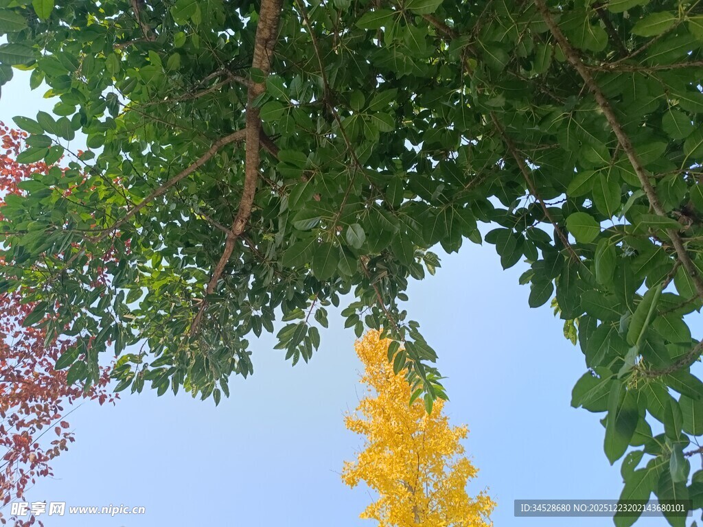 仰观绿树黄花映蓝天