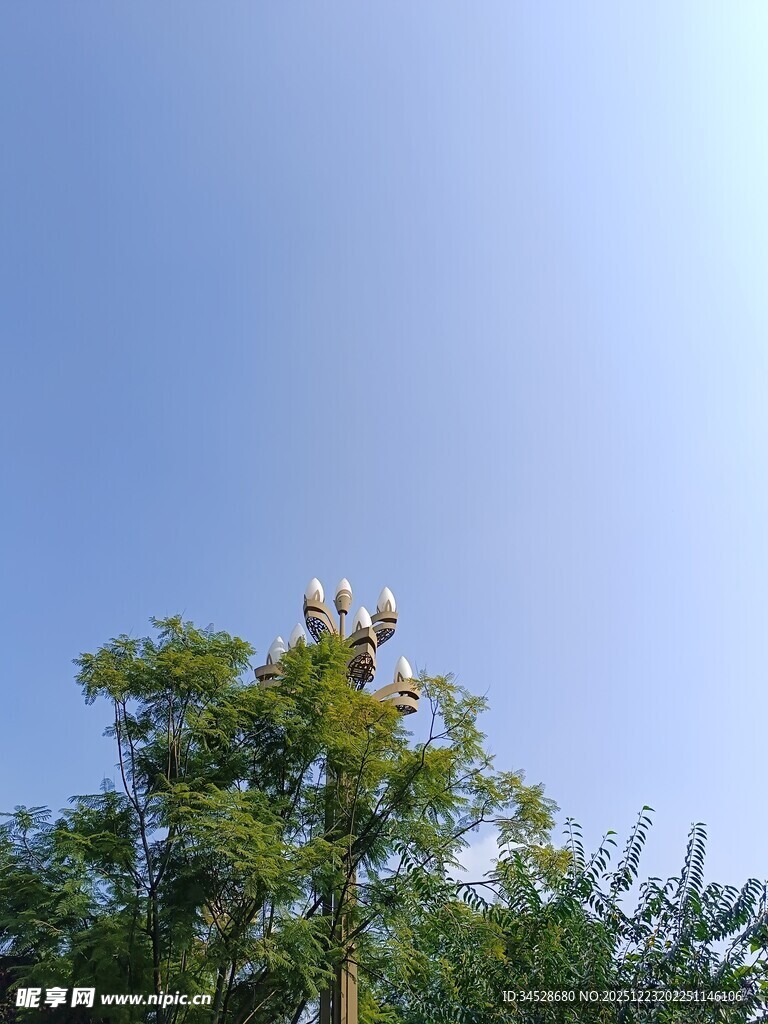 蓝天绿树间的花朵