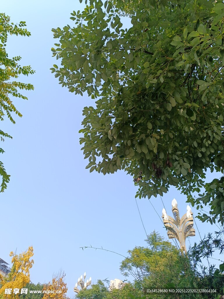 仰视绿树间的蓝天