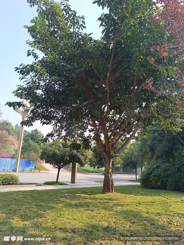 公园中的绿树与开阔草地