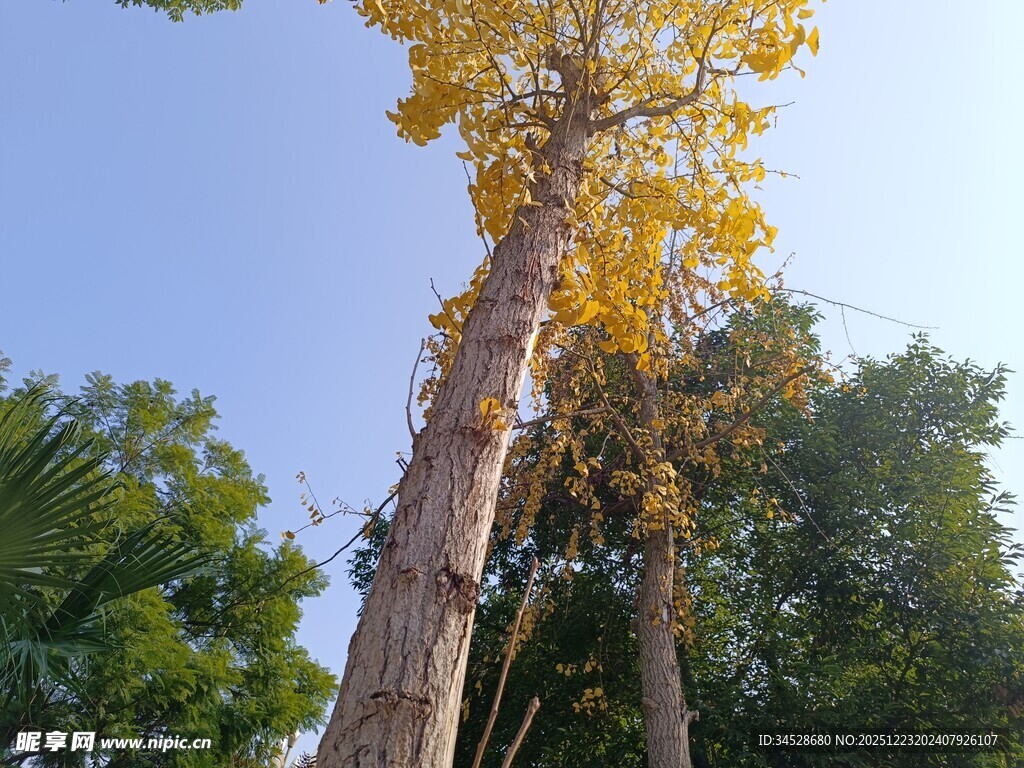 仰望金黄银杏树